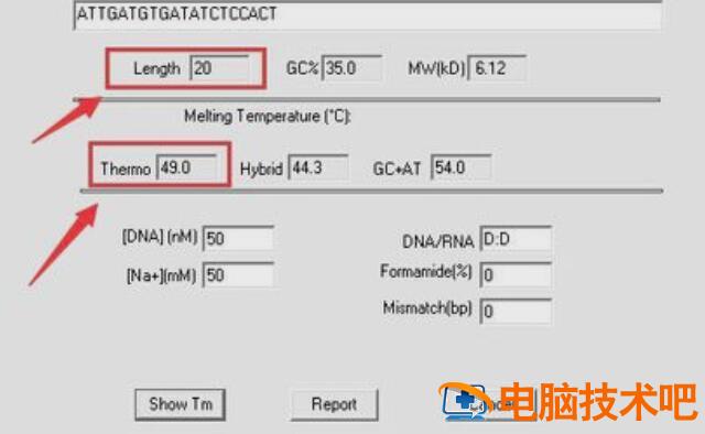 dnaman如何设计引物 dnaman设计引物教程反向引物 软件办公 第3张